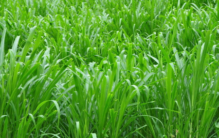 天津水生植物苗木/天津水生植物成活率高 