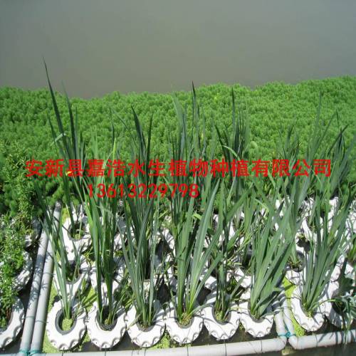 怀化市制作人工浮岛厂家/供应荷花苗价格/睡莲苗 