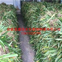 武清区【水生植物苗】批发商/荷花苗价格/盆栽荷花 