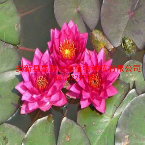 安徽省【荷花苗】销售厂家/观赏荷花苗价格/睡莲苗 
