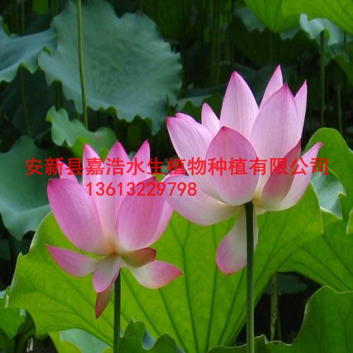 内蒙古种植荷花厂家，内蒙古荷花苗销售厂家 