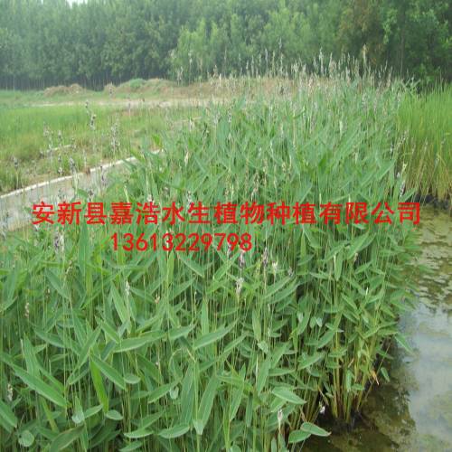 许昌市荷花种植厂家，许昌市水生植物种植13613229798 