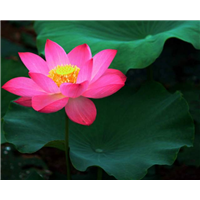 内蒙古水生植物销售/内蒙古荷花苗**报价 