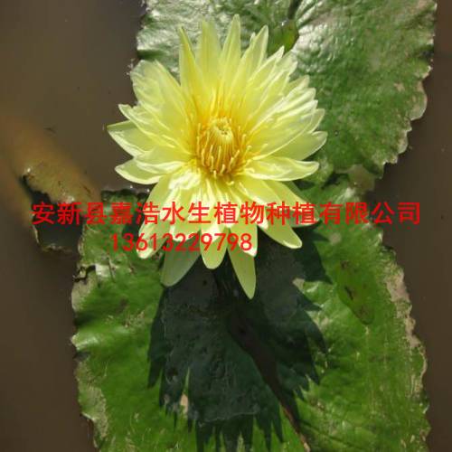 泸州市睡莲苗销售商 荷花苗 芦苇苗 千屈菜苗 生态浮岛制作 