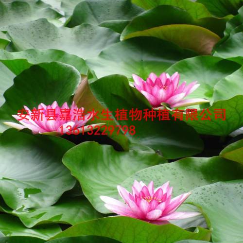 蚌埠市睡莲种植厂家/蚌埠市睡莲苗销售批发价格 