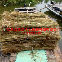 【芦苇苗】/观赏荷花苗价格/观赏睡莲苗价格 