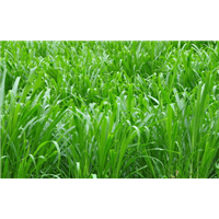 河南水生植物批发/河南芦苇苗**报价 