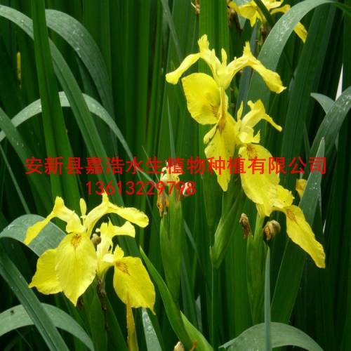 安阳市黄菖蒲种植厂家/安阳市黄菖蒲种苗价格 