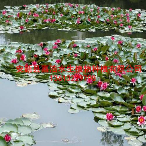 【睡莲苗】销售价格/盆栽荷花价格/盆栽水生植物价格 