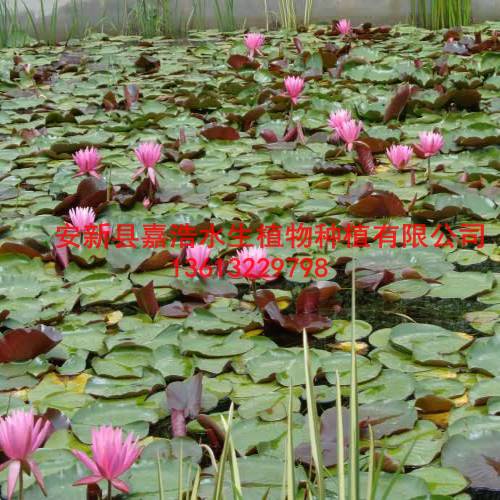 【睡莲种植厂家】睡莲苗价格/绿化工程/湿地绿化工程 