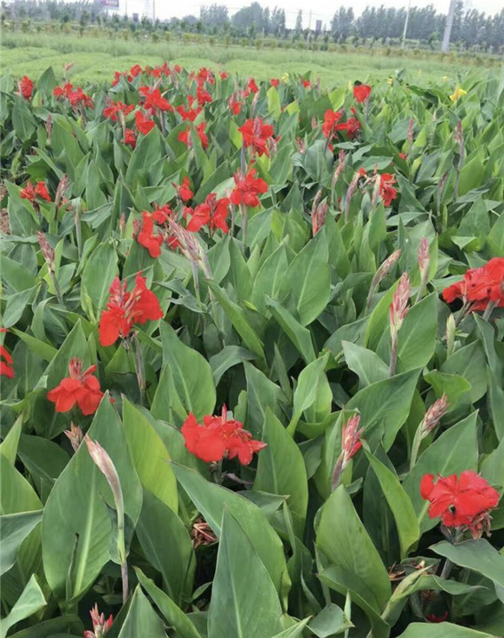 曲靖市水生美人蕉苗价格 人工浮岛 睡莲苗 荷花苗