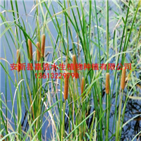 香蒲苗销售价格/香蒲种植方法厂家电话 