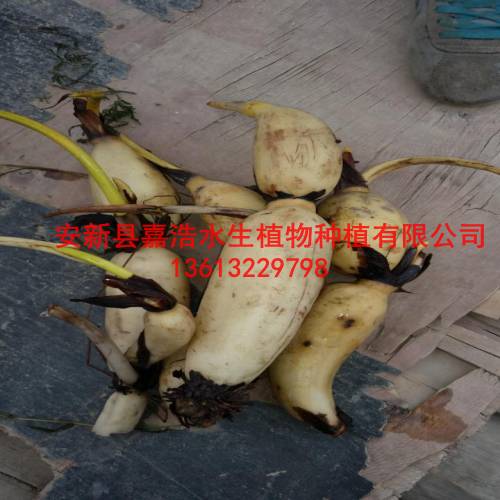 【荷花苗】销售行情/睡莲苗价格/芦苇苗价格 