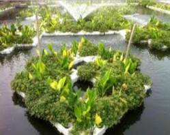 吉林人工浮岛功能/吉林人工浮岛水生植物 