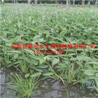 【盆栽水生植物】厂家/盆栽荷花价格/荷花苗价格 