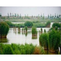 秦皇岛水生植物图片/秦皇岛芦苇苗**报价 