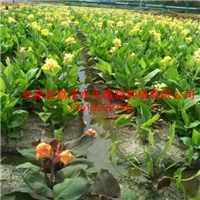 【水生美人蕉种苗】/盆栽荷花/各种盆栽水生植物 