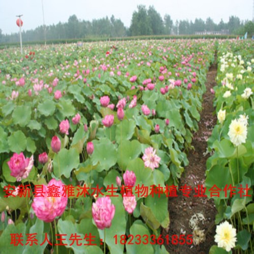 盆栽荷花厂家/盆栽荷花基地 /观赏荷花种植厂家 
