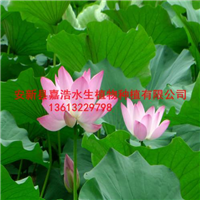 曲靖市荷花种植厂家/曲靖市荷花苗销售厂家 