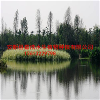 制作【人工浮岛】盆栽荷花/观赏荷花苗价格 