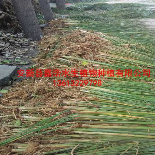 哪里销售【水生植物种苗】盆栽荷花厂家/荷花苗 