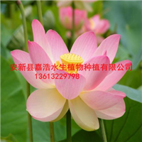 供应荷花苗/供应芦苇苗/批发千屈菜苗 