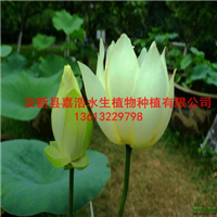 许昌市【荷花】种植厂家/盆栽荷花价格/水生植物种苗基地 