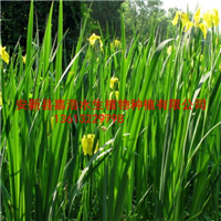 银川黄菖蒲种植商家/银川批发黄菖蒲苗 