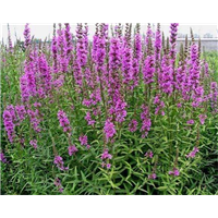 【千屈菜种苗】厂家