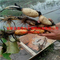 合肥市荷花苗销售商/合肥市种植荷花厂家 