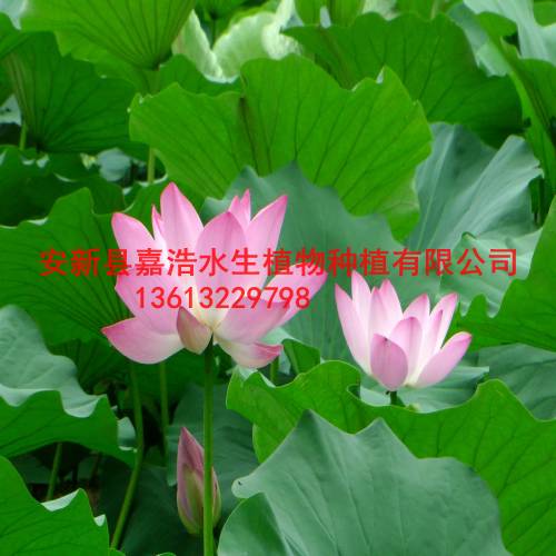 大型荷花种植厂家/深水荷花种植方法 