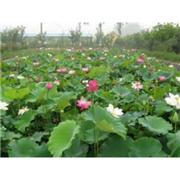 浙江荷花苗销售/浙江水生植物订购电话 