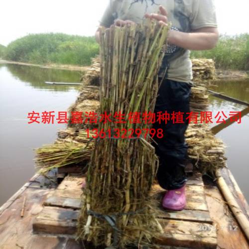 哪里销售【芦苇苗】观赏荷花种植/品种荷花厂家 