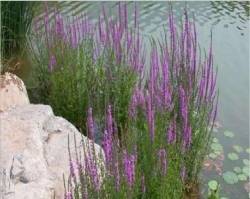 廊坊水生植物图片/廊坊千屈菜**报价 