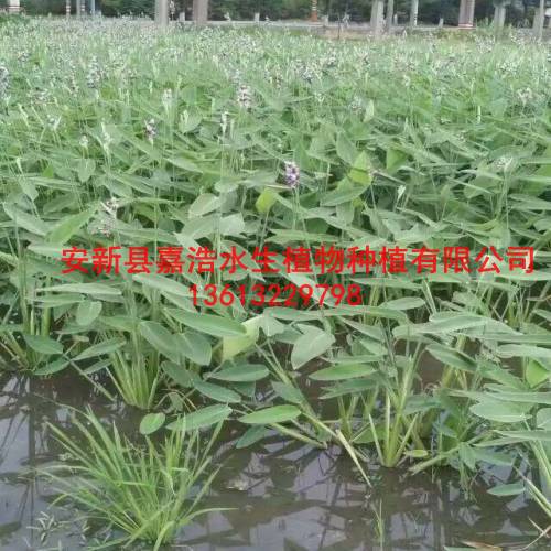 水生植物种苗销售电话，水生植物种植厂家 