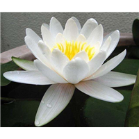 南京睡莲种苗销售/南京种植睡莲厂家
