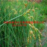 销售水葱苗/销售再力花苗/销售芦苇苗 