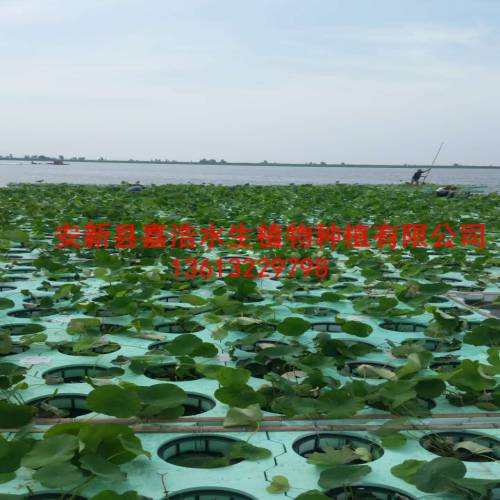 洛阳市【水生植物苗】批发商/盆栽荷花厂家/荷花苗 