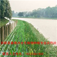 湖北省【人工浮岛】制作厂家/浮岛制作价格/荷花苗 