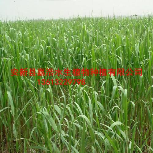 生产荷花苗/生产睡莲苗/生产芦苇苗 