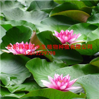 大型睡莲种植价格/深水睡莲种植厂家 