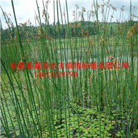 水葱苗销售批发厂家/水葱种植价格方法技术 
