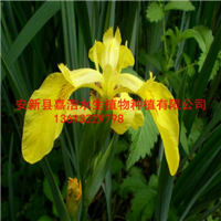 牡丹江市种植荷花价格 睡莲苗销售 人工浮岛制作 
