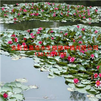 睡莲苗/芦竹苗/水生鸢尾苗/生态浮岛/芦苇苗 