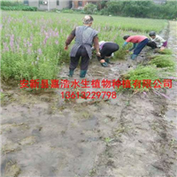 千屈菜苗，专业制作人工浮岛厂家 