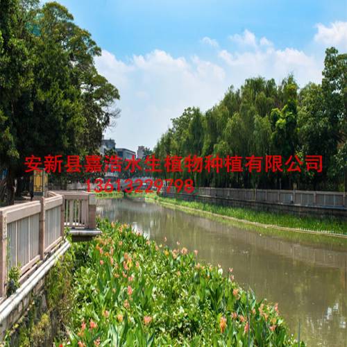 河道水生植物种植，睡莲种植，荷花种植，生态浮岛制作 