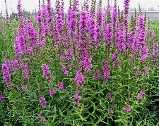 【千屈菜种苗】厂家