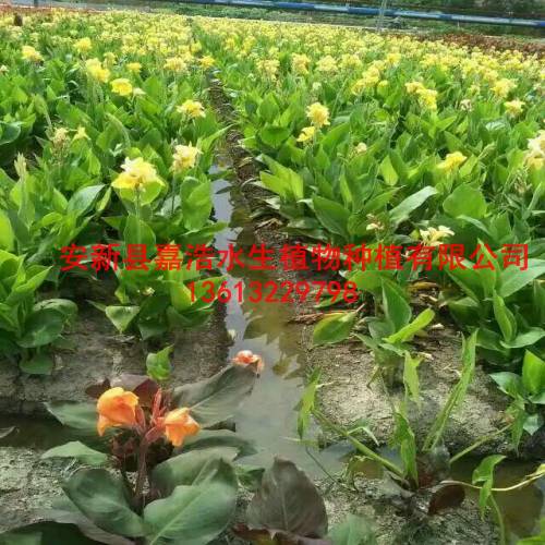 武清区【水生植物】种苗价格/睡莲种植/芦苇苗价格 