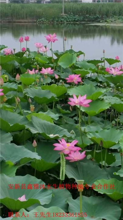 乌海市种植荷花厂家，乌海市荷花苗销售价格 