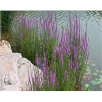 廊坊水生植物图片/廊坊千屈菜**报价 